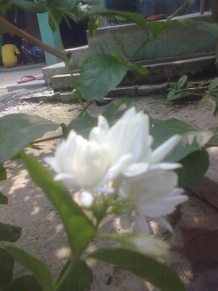 Madhuban Play School